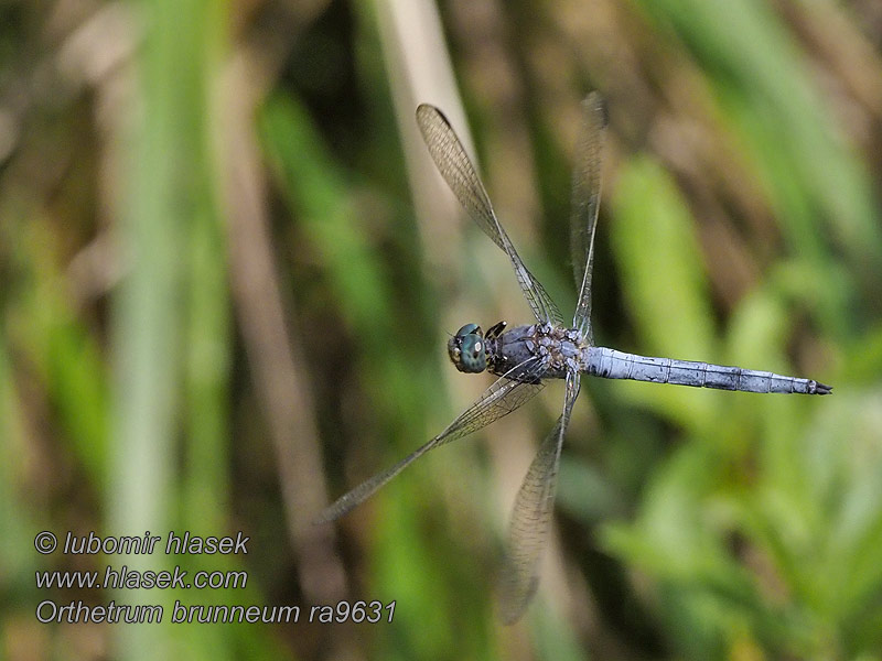 Orthetrum brunneum