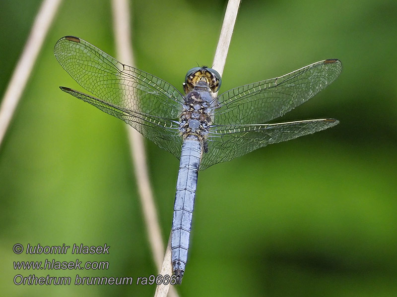 Orthetrum brunneum