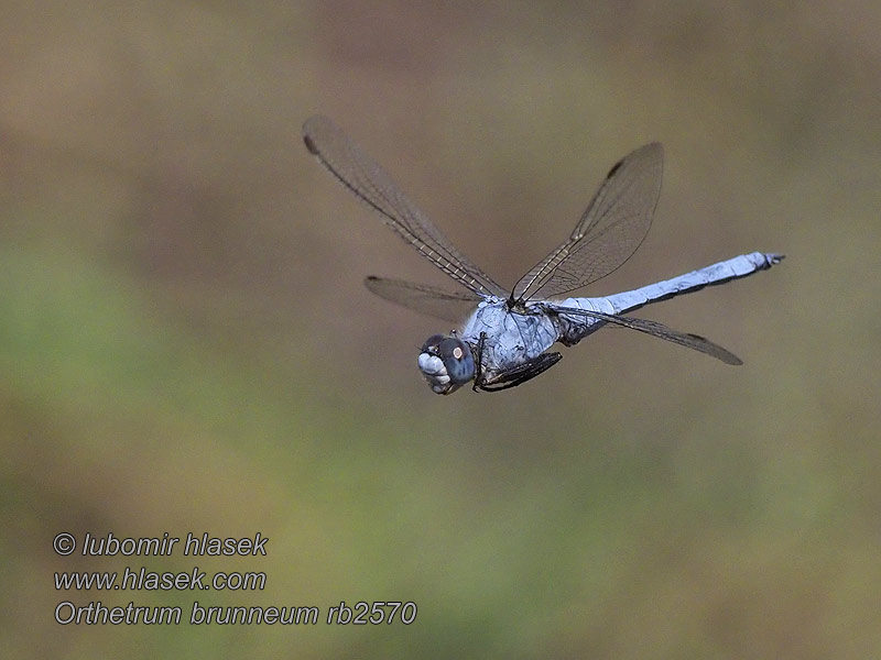 Orthetrum brunneum