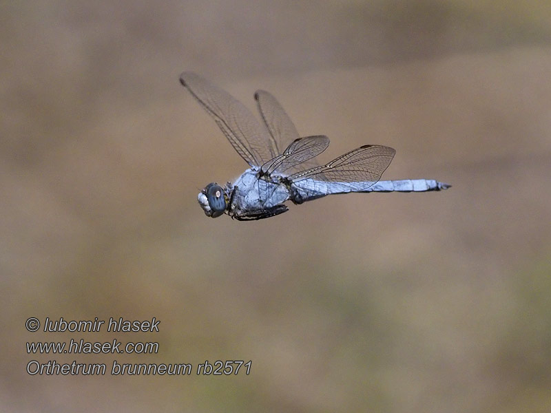 Orthetrum brunneum