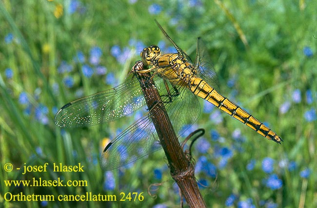 Orthetrum cancellatum Black-tailed skimmer Stor Blåpil Merisinikorento Orthétrum réticulé Beekoeverlibel Orthetrum cancellato Vízipásztor Grosser Blaupfeil Lecicha wielka Vážka černořitná Stor sjötrollslända Liten blålibelle Стрекоза решетчатая Рівночеревець решітчастий Prodni modrač modrin