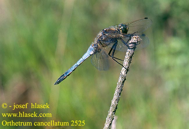 Orthetrum cancellatum Orthétrum réticulé Beekoeverlibel Orthetrum cancellato Vízipásztor Grosser Blaupfeil Lecicha wielka Vážka černořitná Stor sjötrollslända Liten blålibelle Стрекоза решетчатая Рівночеревець решітчастий Prodni modrač modrin Black-tailed skimmer Stor Blåpil Merisinikorento