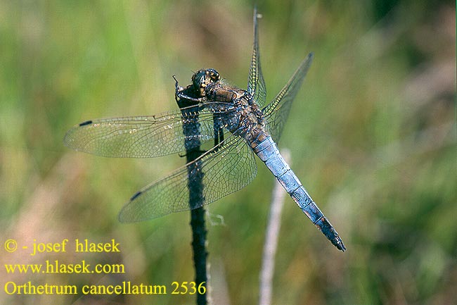 Orthetrum cancellatum cancellato Vízipásztor Grosser Blaupfeil Lecicha wielka Vážka černořitná Stor sjötrollslända Liten blålibelle Стрекоза решетчатая Рівночеревець решітчастий Prodni modrač modrin Black-tailed skimmer Stor Blåpil Merisinikorento Orthétrum réticulé Beekoeverlibel