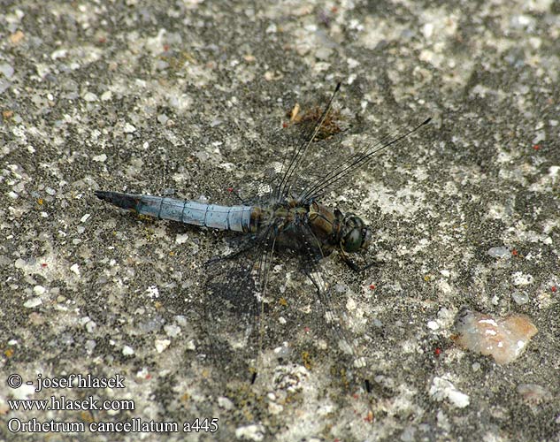 Orthetrum cancellatum Grosser Blaupfeil Lecicha wielka Vážka černořitná Stor sjötrollslända Liten blålibelle Стрекоза решетчатая Рівночеревець решітчастий Prodni modrač modrin Black-tailed skimmer Stor Blåpil Merisinikorento Orthétrum réticulé Beekoeverlibel Orthetrum cancellato Vízipásztor