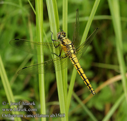 Orthetrum cancellatum Vážka černořitná Stor sjötrollslända Liten blålibelle Стрекоза решетчатая Рівночеревець решітчастий Prodni modrač modrin Black-tailed skimmer Stor Blåpil Merisinikorento Orthétrum réticulé Beekoeverlibel Orthetrum cancellato Vízipásztor Grosser Blaupfeil Lecicha wielka