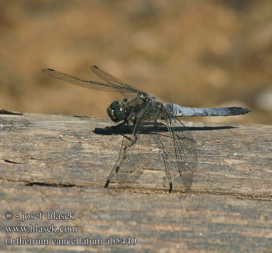 Orthetrum cancellatum Liten blålibelle Стрекоза решетчатая Рівночеревець решітчастий Prodni modrač modrin Black-tailed skimmer Stor Blåpil Merisinikorento Orthétrum réticulé Beekoeverlibel Orthetrum cancellato Vízipásztor Grosser Blaupfeil Lecicha wielka Vážka černořitná Stor sjötrollslända