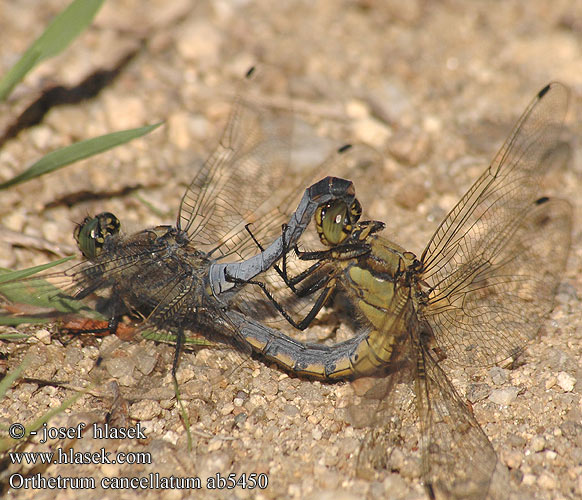 Orthetrum cancellatum Стрекоза решетчатая Рівночеревець решітчастий Prodni modrač modrin Black-tailed skimmer Stor Blåpil Merisinikorento Orthétrum réticulé Beekoeverlibel Orthetrum cancellato Vízipásztor Grosser Blaupfeil Lecicha wielka Vážka černořitná Stor sjötrollslända Liten blålibelle