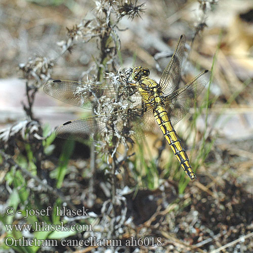 Orthetrum cancellatum Black-tailed skimmer Stor Blåpil Merisinikorento Orthétrum réticulé Beekoeverlibel Orthetrum cancellato Vízipásztor Grosser Blaupfeil lecicha wielka vážka černořitná Stor sjötrollslända Prodni modrin Liten blålibelle Стрекоза решетчатая Рівночеревець решітчастий