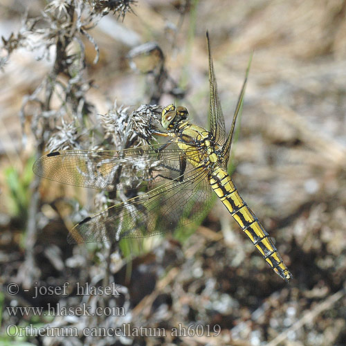 Orthetrum cancellatum Orthétrum réticulé Beekoeverlibel Orthetrum cancellato Vízipásztor Grosser Blaupfeil lecicha wielka vážka černořitná Stor sjötrollslända Prodni modrin Liten blålibelle Стрекоза решетчатая Рівночеревець решітчастий