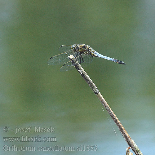 Orthetrum cancellatum Grosser Blaupfeil lecicha wielka vážka černořitná Stor sjötrollslända Prodni modrin Liten blålibelle Стрекоза решетчатая Рівночеревець решітчастий Black-tailed skimmer Stor Blåpil Merisinikorento Orthétrum réticulé Beekoeverlibel Orthetrum cancellato Vízipásztor