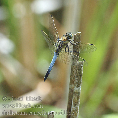 Orthetrum cancellatum vážka černořitná Stor sjötrollslända Prodni modrin Liten blålibelle Стрекоза решетчатая Рівночеревець решітчастий Black-tailed skimmer Stor Blåpil Merisinikorento Orthétrum réticulé Beekoeverlibel Orthetrum cancellato Vízipásztor