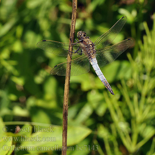 Стрекоза решетчатая Рівночеревець решітчастий Prodni modrač modrin¨Orthetrum cancellatum Black-tailed skimmer Stor Blåpil Merisinikorento Orthétrum réticulé Beekoeverlibel Orthetrum cancellato Vízipásztor Grosser Blaupfeil Lecicha wielka Vážka černořitná Stor sjötrollslända Liten blålibelle