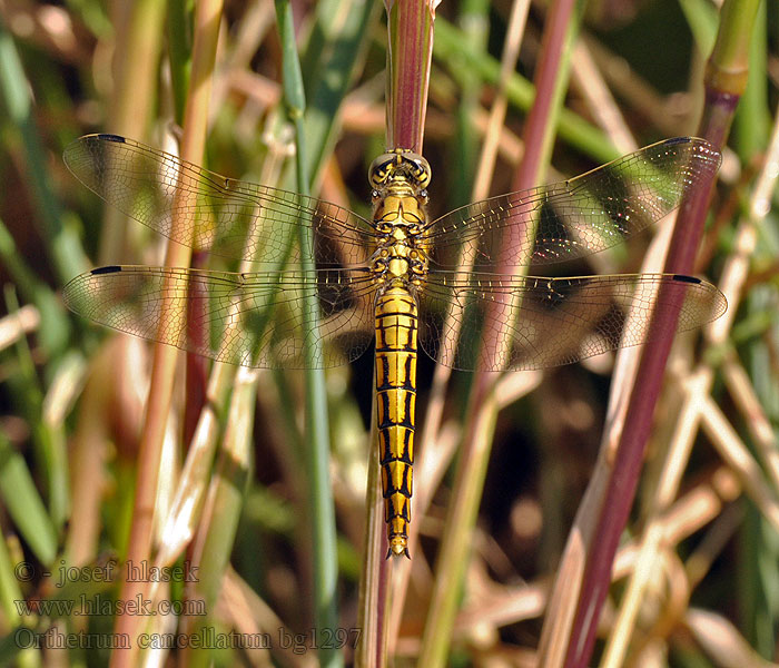 Black-tailed skimmer Orthetrum cancellatum