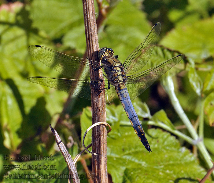 Stor Blåpil Orthetrum cancellatum