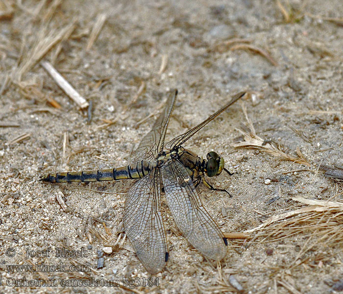 Merisinikorento Orthetrum cancellatum