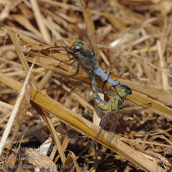 Prodni modrač modrin Orthetrum cancellatum Black-tailed skimmer Stor Blåpil Merisinikorento Orthétrum réticulé Beekoeverlibel Orthetrum cancellato Vízipásztor Grosser Blaupfeil Lecicha wielka Vážka černořitná Stor sjötrollslända Liten blålibelle Стрекоза решетчатая Рівночеревець решітчастий