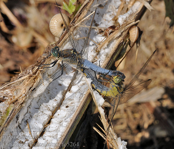 Black-tailed skimmer Stor Blåpil Merisinikorento Orthétrum réticulé Beekoeverlibel Orthetrum cancellato Vízipásztor Grosser Blaupfeil Lecicha wielka Vážka černořitná Stor sjötrollslända Liten blålibelle Стрекоза решетчатая Рівночеревець решітчастий Prodni modrač modrin Orthetrum cancellatum