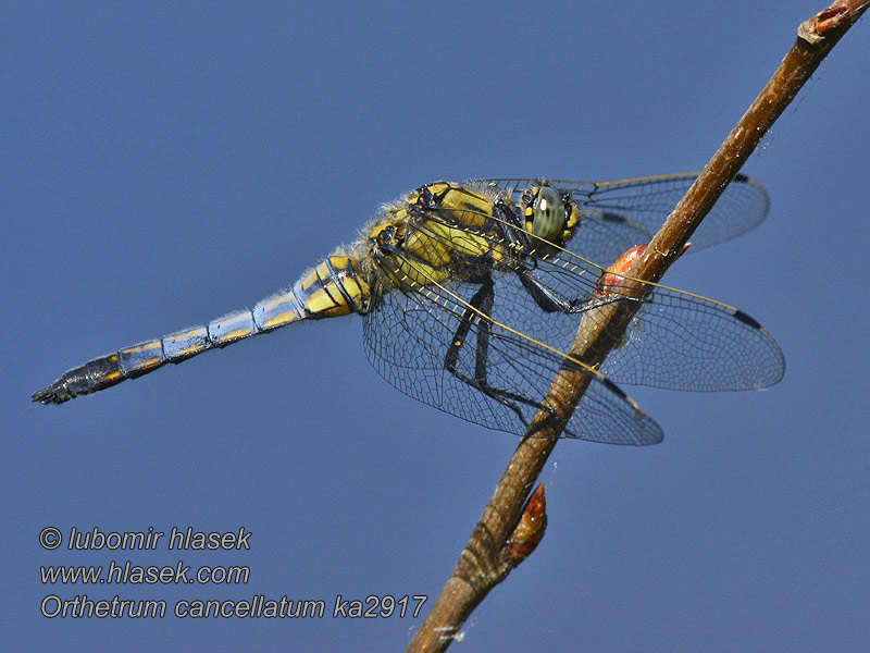 Orthétrum réticulé Orthetrum cancellatum