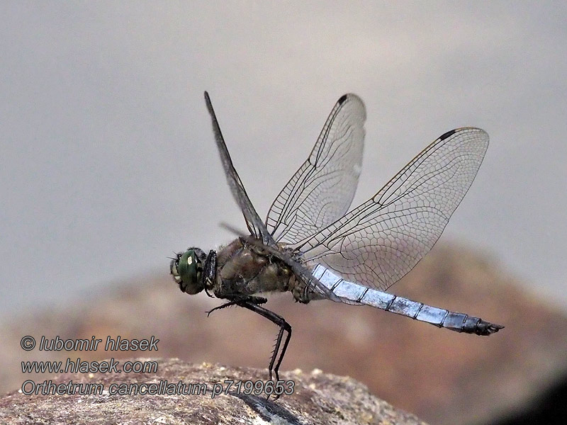 Beekoeverlibel Orthetrum cancellatum