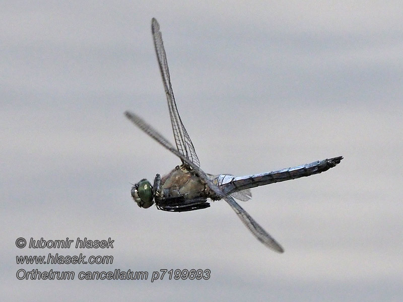 Orthetrum cancellato Orthetrum cancellatum