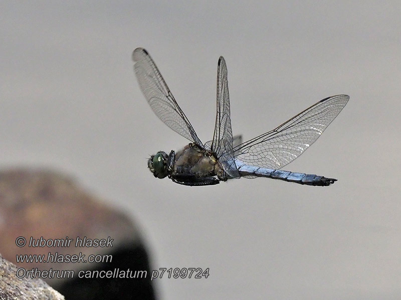 Vízipásztor Orthetrum cancellatum