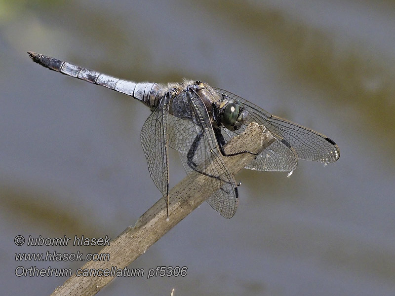 Grosser Blaupfeil Orthetrum cancellatum