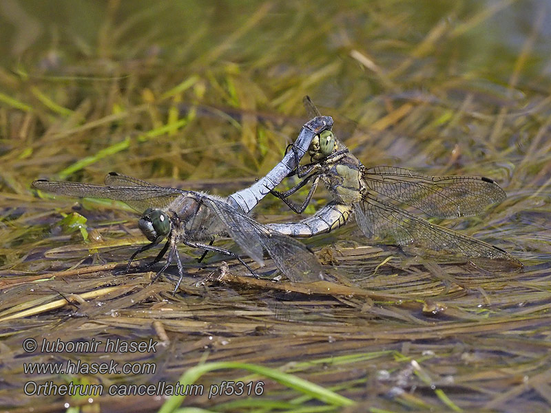 Lecicha wielka Orthetrum cancellatum