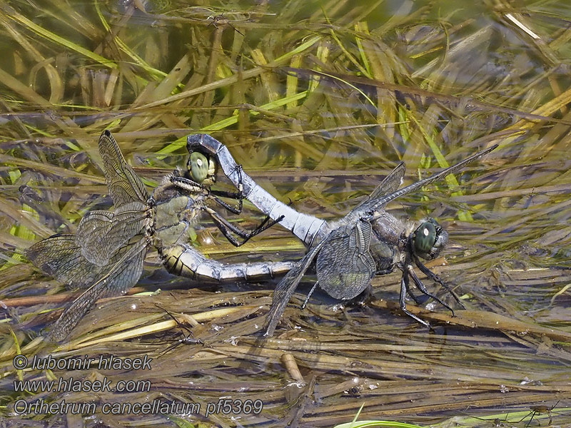 Vážka černořitná Orthetrum cancellatum