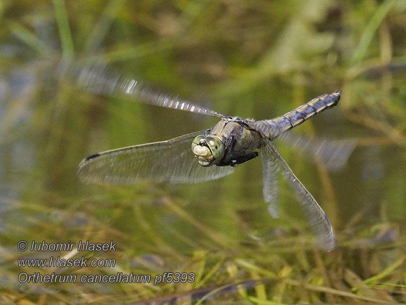 Stor sjötrollslända Orthetrum cancellatum