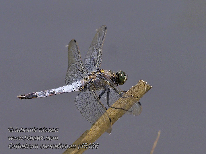 Liten blålibelle Orthetrum cancellatum