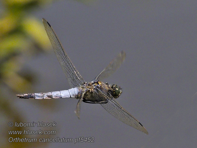 Стрекоза решетчатая Orthetrum cancellatum