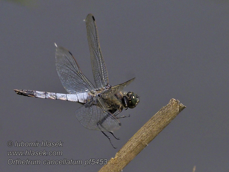 Рівночеревець решітчастий Orthetrum cancellatum