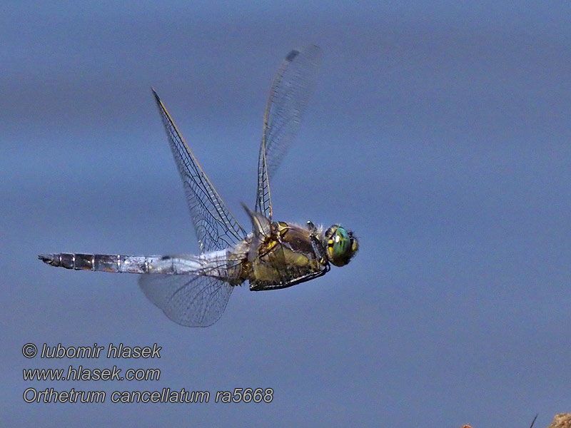 Vážka rybničná Orthetrum cancellatum