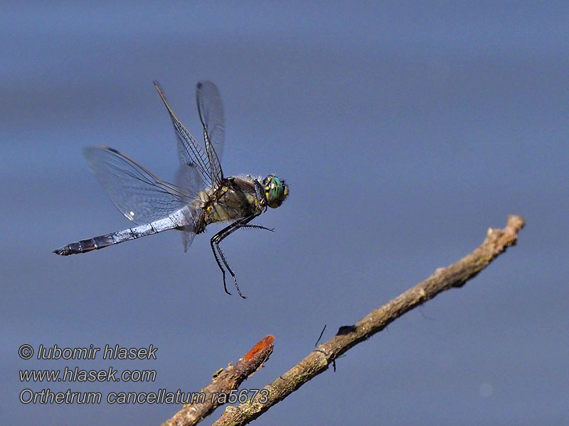 Orthetrum cancellatum