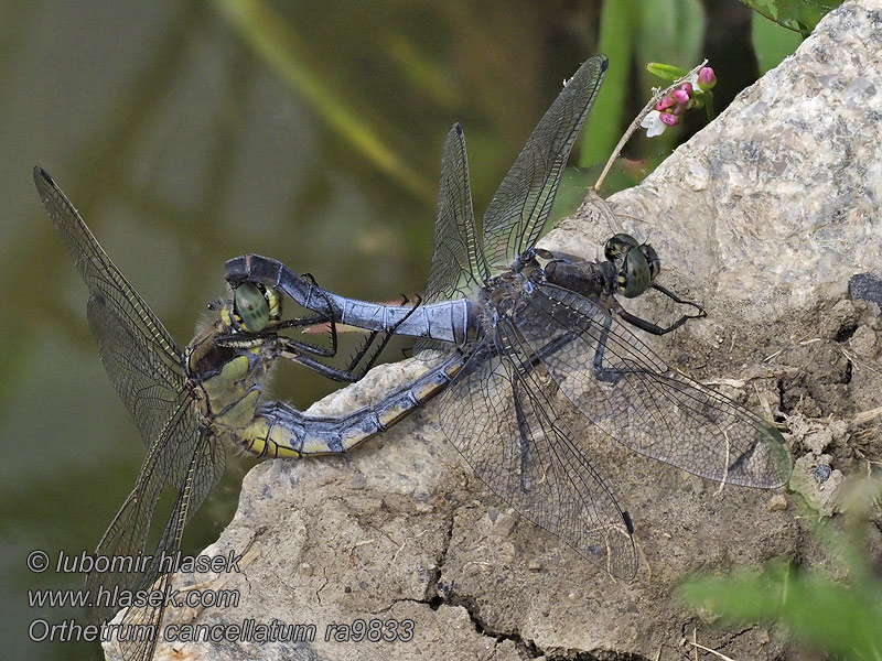 Orthetrum cancellatum