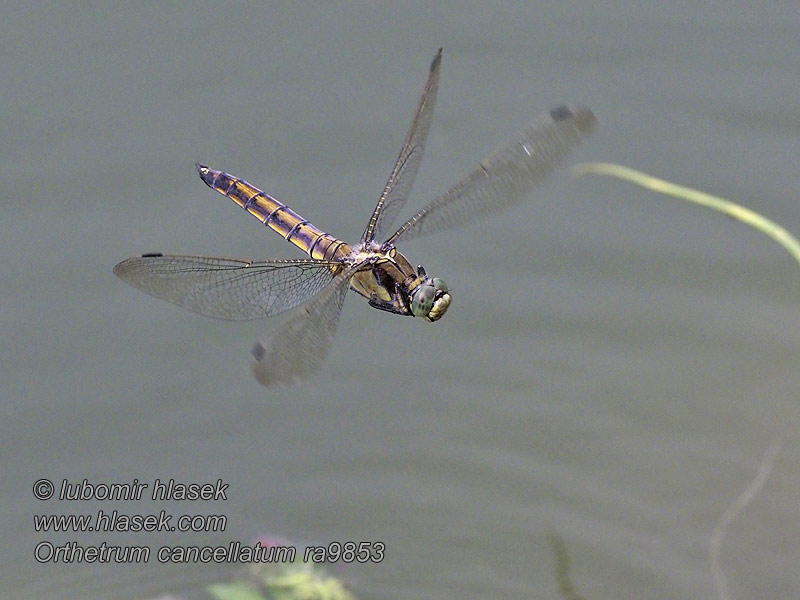 Orthetrum cancellatum