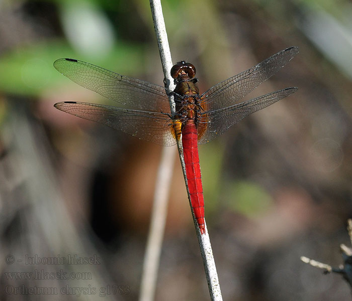 Orthetrum chrysis Spine-tufted Skimmer