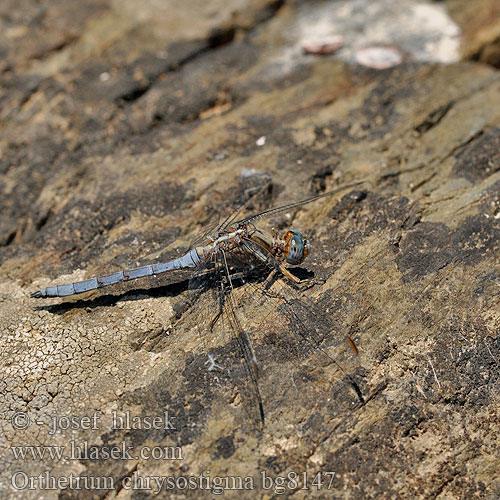 Orthetrum chrysostigma Epaulet Skimmer Rahmstreif-Blaupfeil Epauletoeverlibel Ортетрум златоглазый Libélula azul