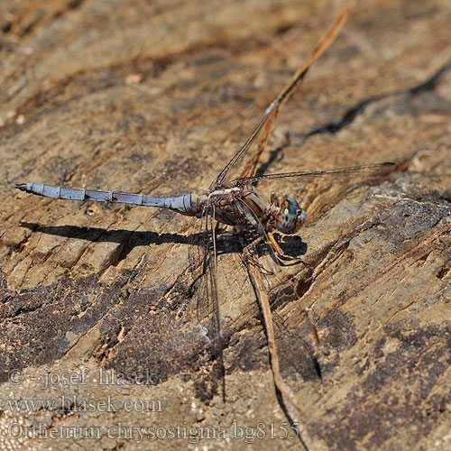 Epauletoeverlibel Ортетрум златоглазый Libélula azul Orthetrum chrysostigma Epaulet Skimmer Rahmstreif-Blaupfeil