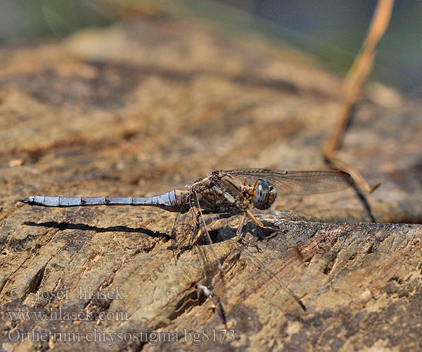 Epaulet Skimmer Rahmstreif-Blaupfeil Epauletoeverlibel Ортетрум златоглазый Libélula azul Orthetrum chrysostigma