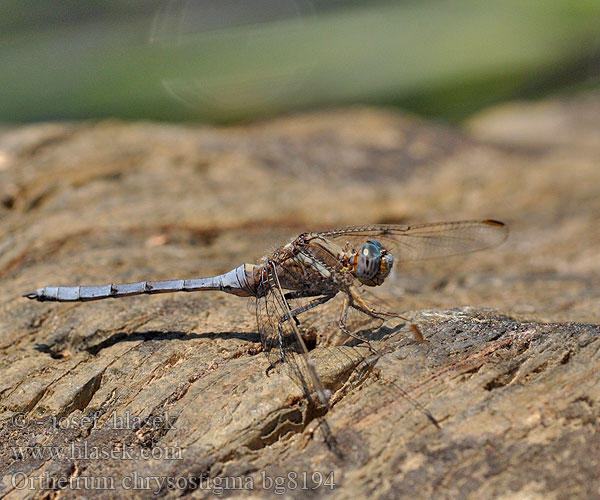 Rahmstreif-Blaupfeil Epauletoeverlibel Ортетрум златоглазый Libélula azul Orthetrum chrysostigma Epaulet Skimmer