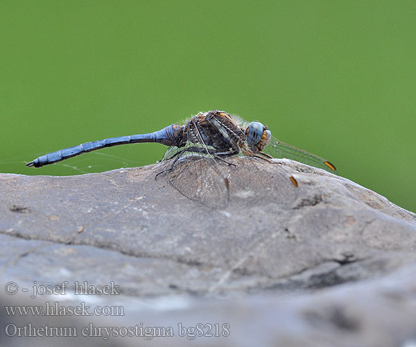 Rahmstreif-Blaupfeil Orthetrum chrysostigma Epaulet Skimmer