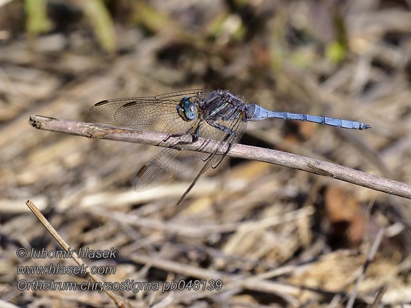 Epaulet Skimmer Orthetrum chrysostigma