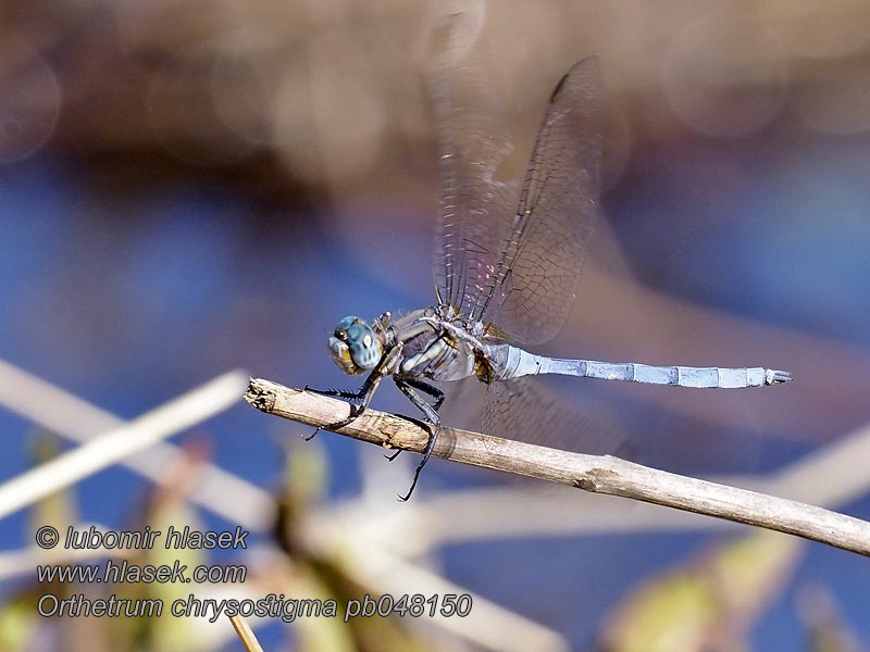 Rahmstreif-Blaupfeil Orthetrum chrysostigma