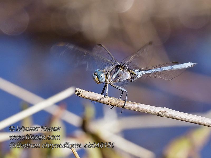 Epauletoeverlibel Orthetrum chrysostigma