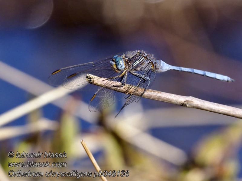 Ортетрум златоглазый Libélula azul Orthetrum chrysostigma