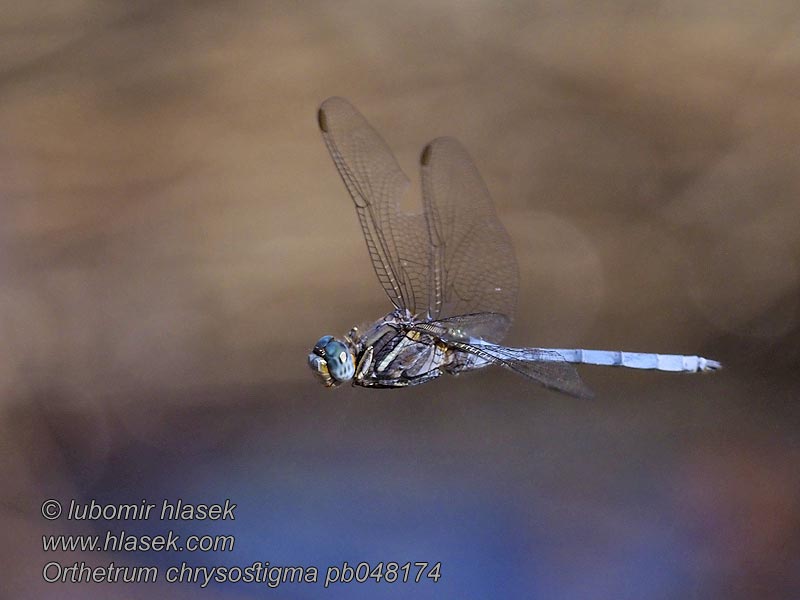 Libélula azul Orthetrum chrysostigma