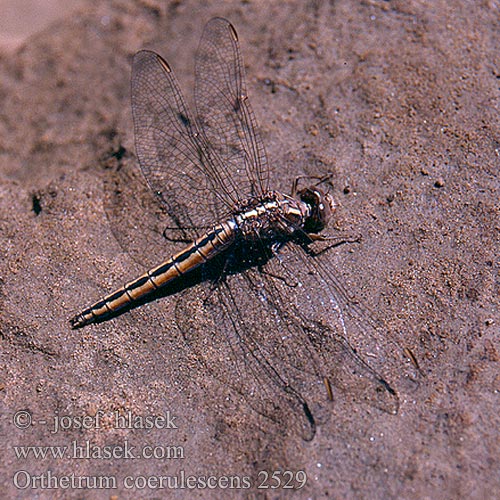 Orthetrum coerulescens Keeled Skimmer Lille Blåpil Hoikkasinikorento Orthétrum bleuissant Orthetrum azzuro Kék pásztor Kleiner Blaupfeil Lecicha mala Vážka žlutoskvrnná Liten sjötrollslända Stor blålibelle Стрекоза голубая Рівночеревець синіючий Mali modrač modrin