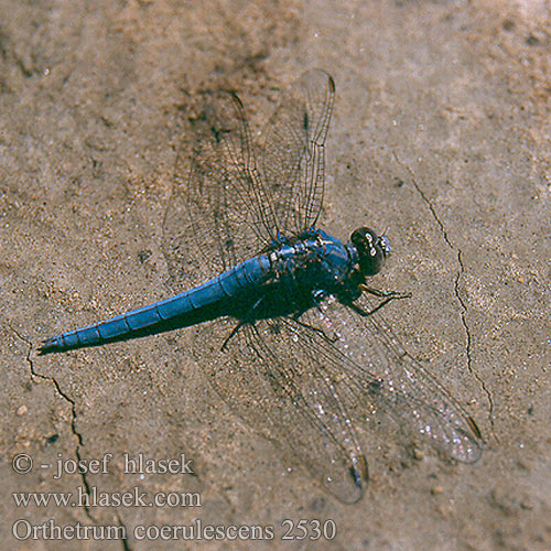 Orthetrum coerulescens Kleiner Blaupfeil Lecicha mala Vážka žlutoskvrnná Liten sjötrollslända Stor blålibelle Стрекоза голубая Рівночеревець синіючий Mali modrač modrin Keeled Skimmer Lille Blåpil Hoikkasinikorento Orthétrum bleuissant Orthetrum azzuro Kék pásztor