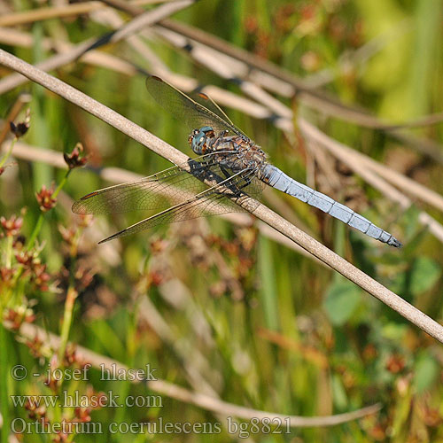 Orthetrum coerulescens bg8821